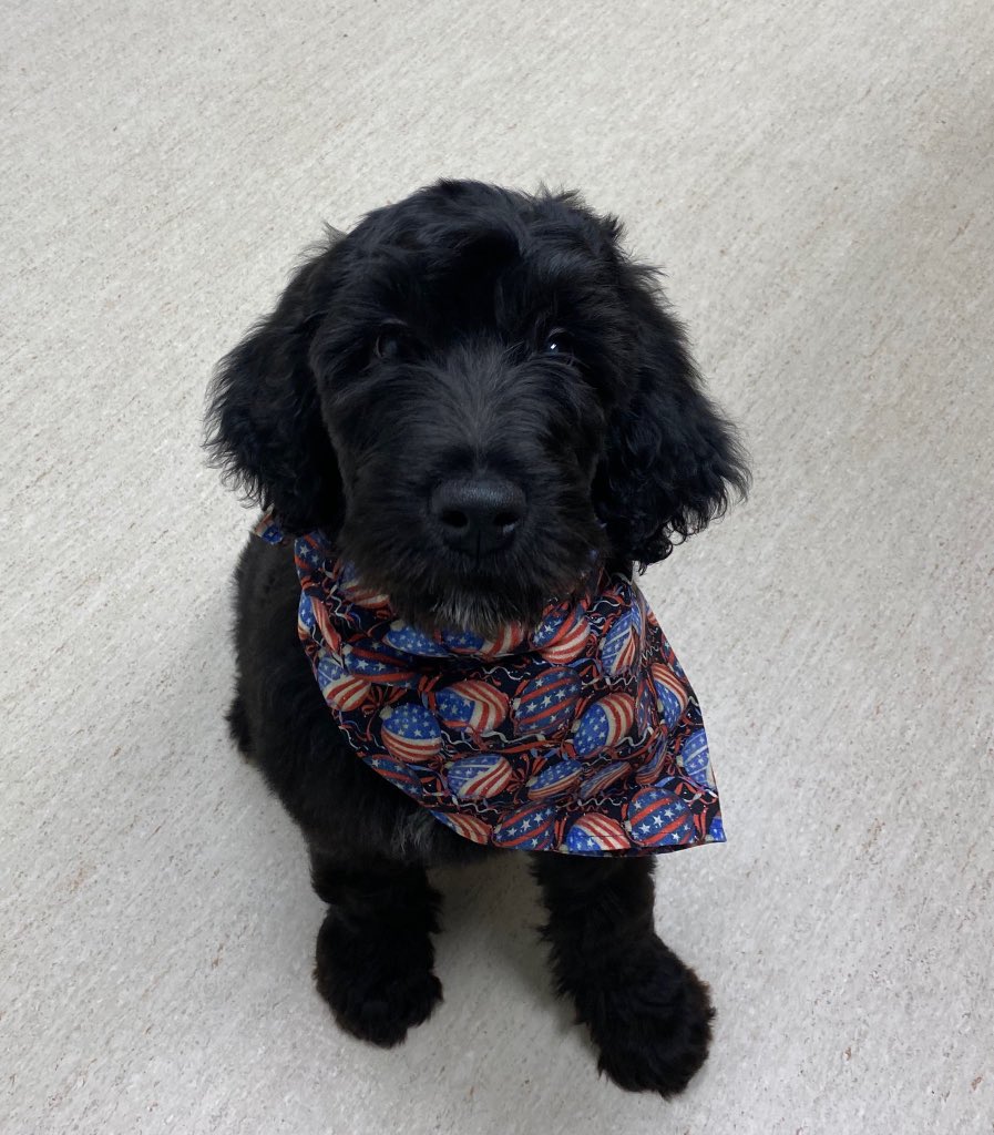 RickyRayWatkins's tweet image. Hims a good boy for the vet 🐕