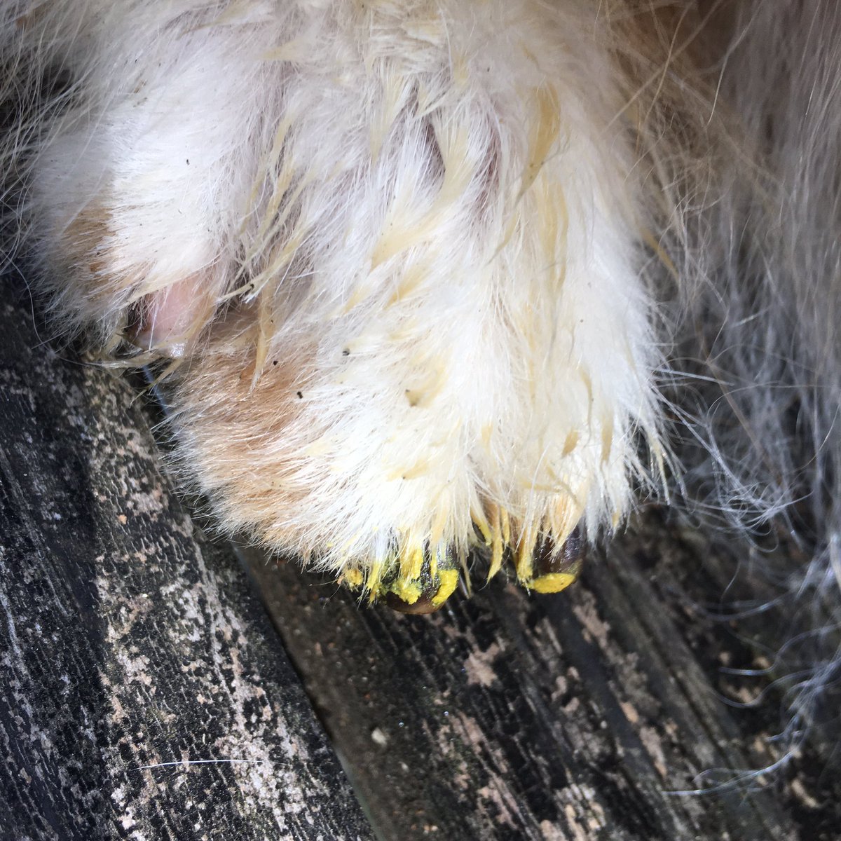 CollieCrusader's tweet photo. 💅🤦‍♀️🩹 All is fine but glad that we had  #kwikstop ⛑ #stypticpowder on hand to stop 🛑 the minor🩸bleeding while getting my nails trimmed.  🤕🤦‍♀️ Where’s the Dremel filing tool? 🤷‍♀️ 

#dognails #pawdicure  #dognailclipping #roughcollie #collie #dogsoftwitter https://t.co/WVgErJEeaR