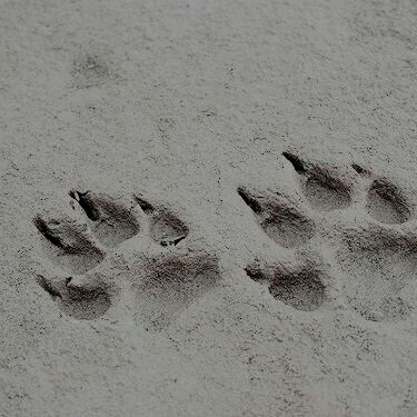 kindcstsoul's tweet image. ┌── Remus John Lupin.

      ───── ☾ ─────

        ☾༉⋮ Loyal, kind and brave.
           ☾༉⋮ Gryffindor.
              ☾༉⋮ Marauder.

                     ↺&amp;amp; ♡