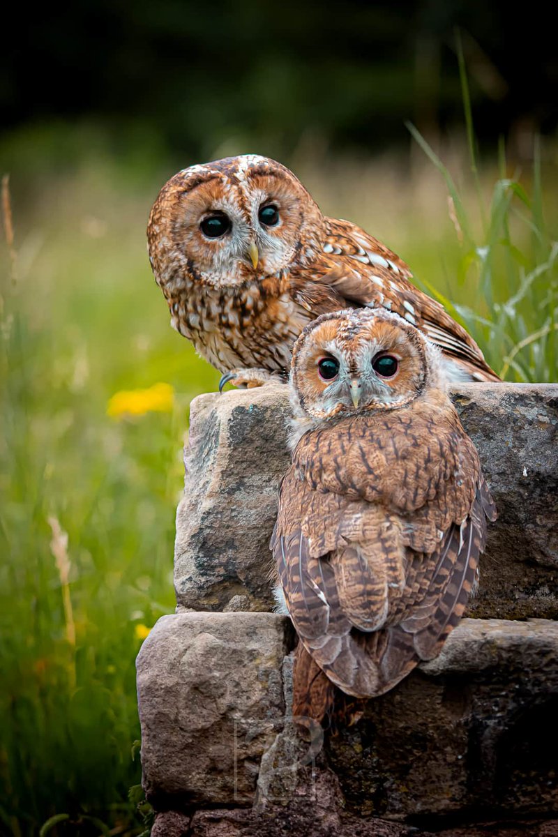 Mother and Child
#ukwildlife #tawnyowl #britishowl #britishowl #yorkshirewildlife #owl #canon70200mm #animalportrait