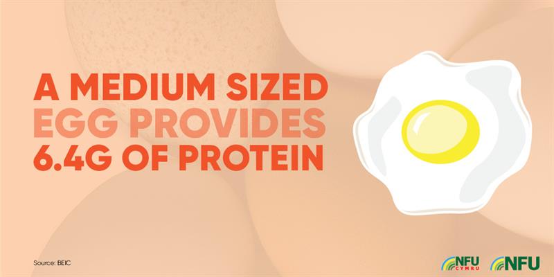 NFU_Poultry's tweet photo. "There is no recommended limit on how many eggs people should eat" says @NHSuk 🍳🥚 As a great source of protein we hope you are all enjoying eating #British eggs for breakfast, dinner or tea... or all three! #Eggs #Protein #HealthyEating https://t.co/H2IzUAq7PM