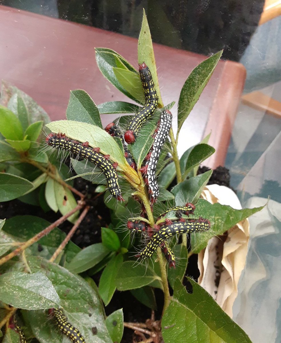 Rearing some azalea caterpillars this year at the office. #UFBugs