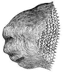 "Ctenoids" was used to refer to these bursts for their appearance of "ctenoid scales" which are overlapping fisch scales with the appearance of "teeth of a comb". Look at the picture!