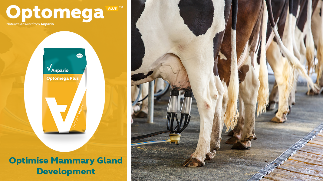 AnparioDirect's tweet photo. #OptomegaPlus is a high quality, concentrated #EPA and #DHA product produced from sustainable fish oils.
  
🐄 Included in #dairycow rations, Optomega can positively alter #mammary gland tissue development, allowing for greater #milk yields to be achieved.
https://t.co/QV2w5eeILx https://t.co/ObzNjnEJuu