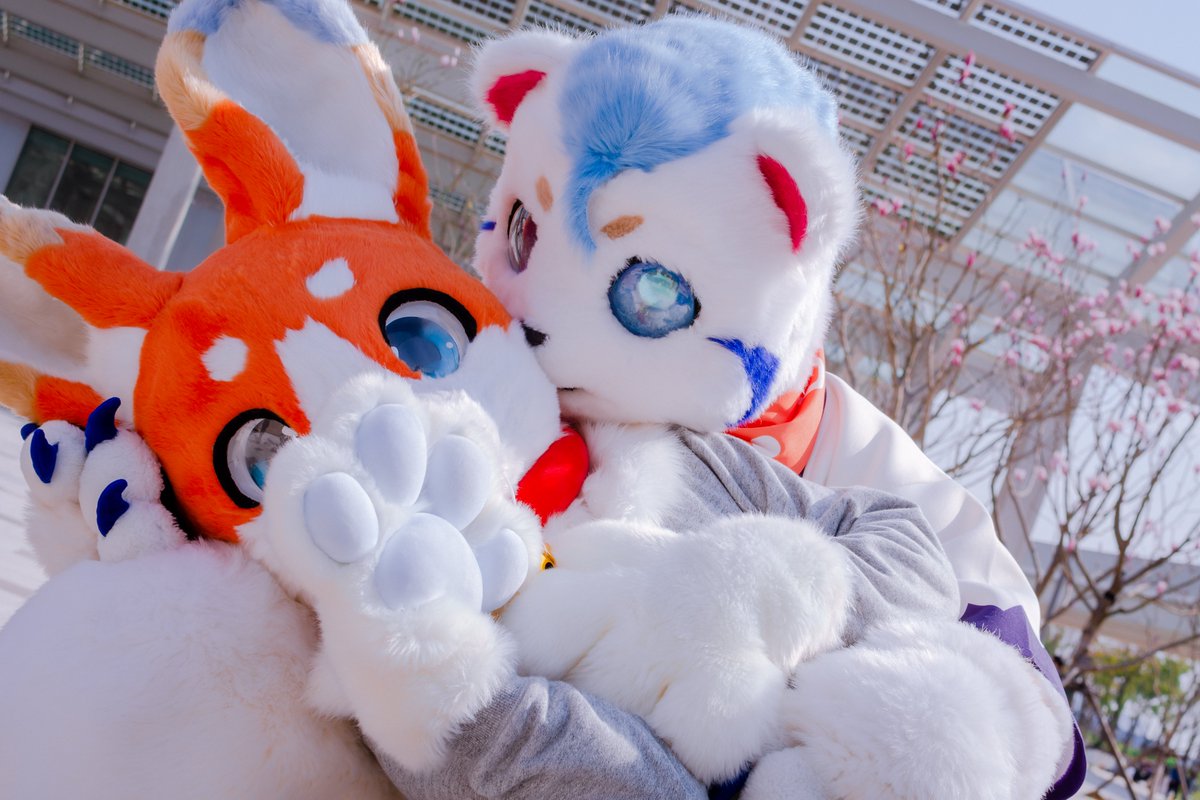 色熊熊不要舔了，那里是...
喷除臭剂的地方

stop sniffing! It's not body scent, but deodorant...
rhyming!
#FursuitFriday #fursuit