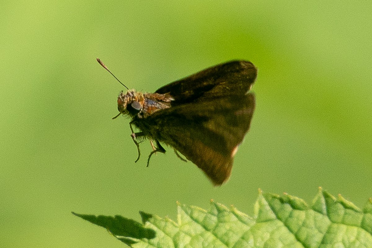 Dun Skipper on the wing: new location for a threatened subspecies in Canada. Spotted by eagle-eyed Jeremy Gatten with @BStarzomski and I in support. #COSEWIC