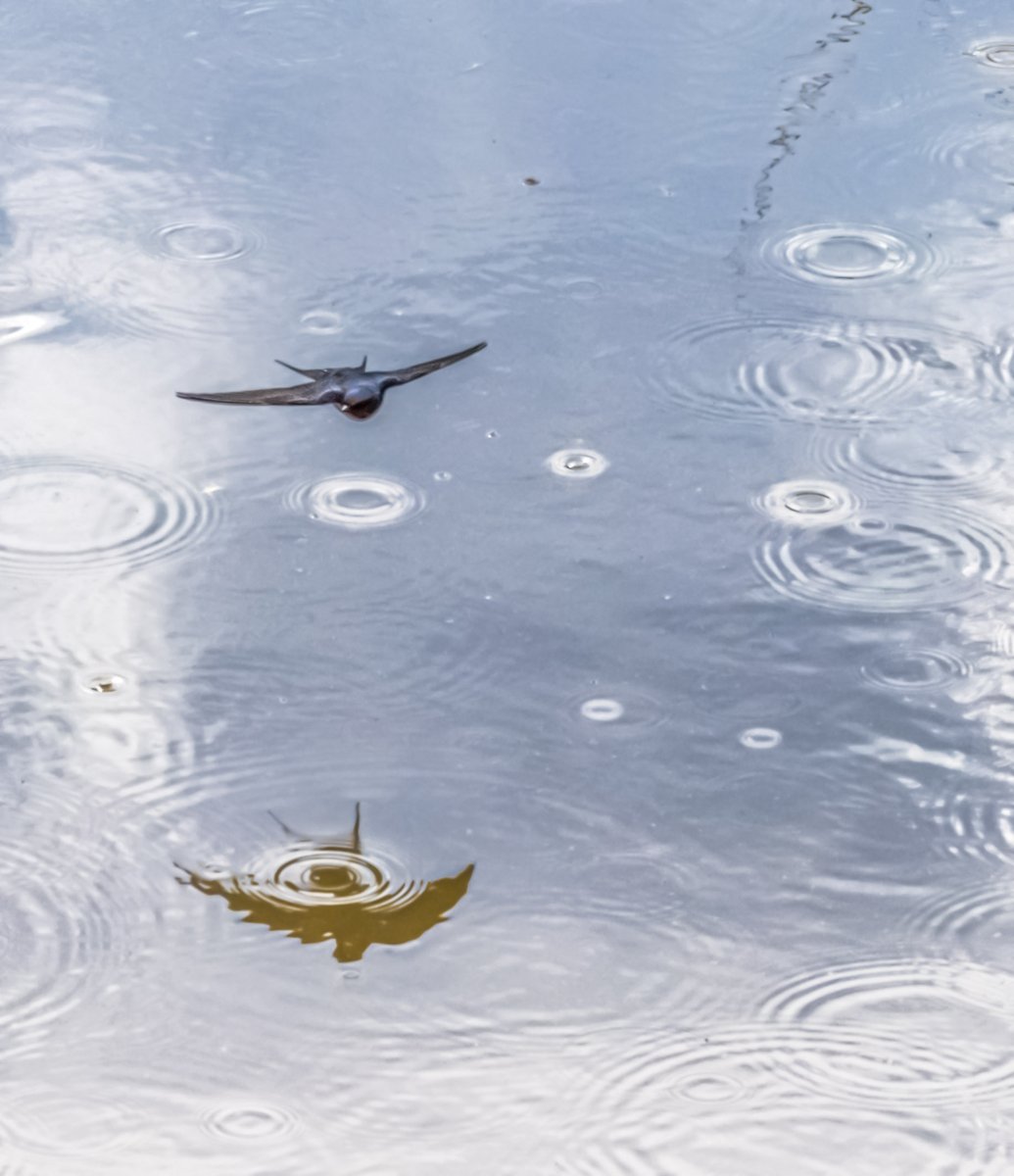 XRarachX's tweet photo. #rarach_photo, #nemcicky, #CerveneJetel, #cervenaDatelina, #lastovicka, #beloritka, #swallow, #bird, #water, #blue, #nature, #lake,  #wave,  #drop, #splash, #liquid,  #ripple, #summer, #abstract, #travel, #sky, #pond, #animal,  #river, #splashing https://t.co/bjxGjKwn2g