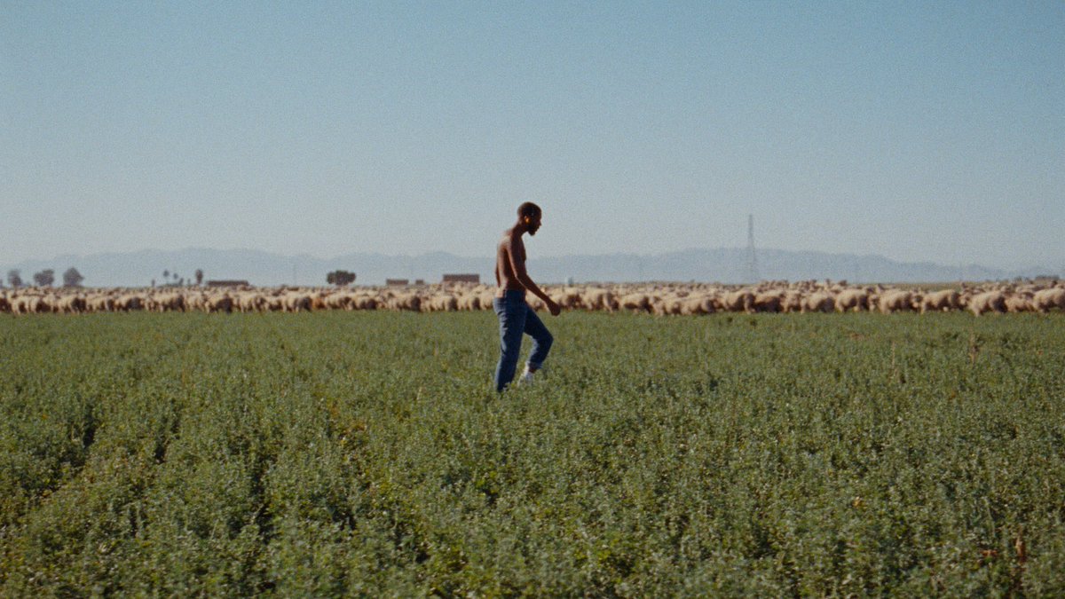 Un chef-d’œuvre visuel mettant en scène l’évolution progressive d’un humain du plus jeune âge au statut d’adulte derrière lequel il ne cesse de courir. Il y a cette représentation de l’effort et ce contraste avec le désespoir comme une course poursuite avec notre existence.