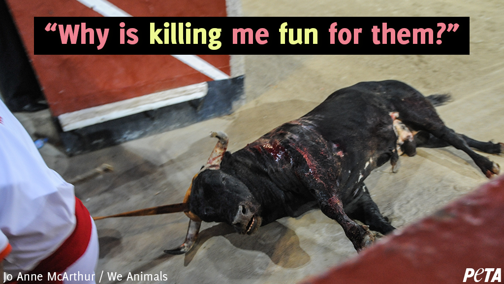 peta's tweet photo. Bullfighting is nothing more than a vicious act of violence.

Join @PETA_Latino and tell #Spain to close its bullfighting schools, where children as young as 14 are taught how to torture and kill bulls: https://t.co/fTjiGEotLn https://t.co/TDkInjEWIY