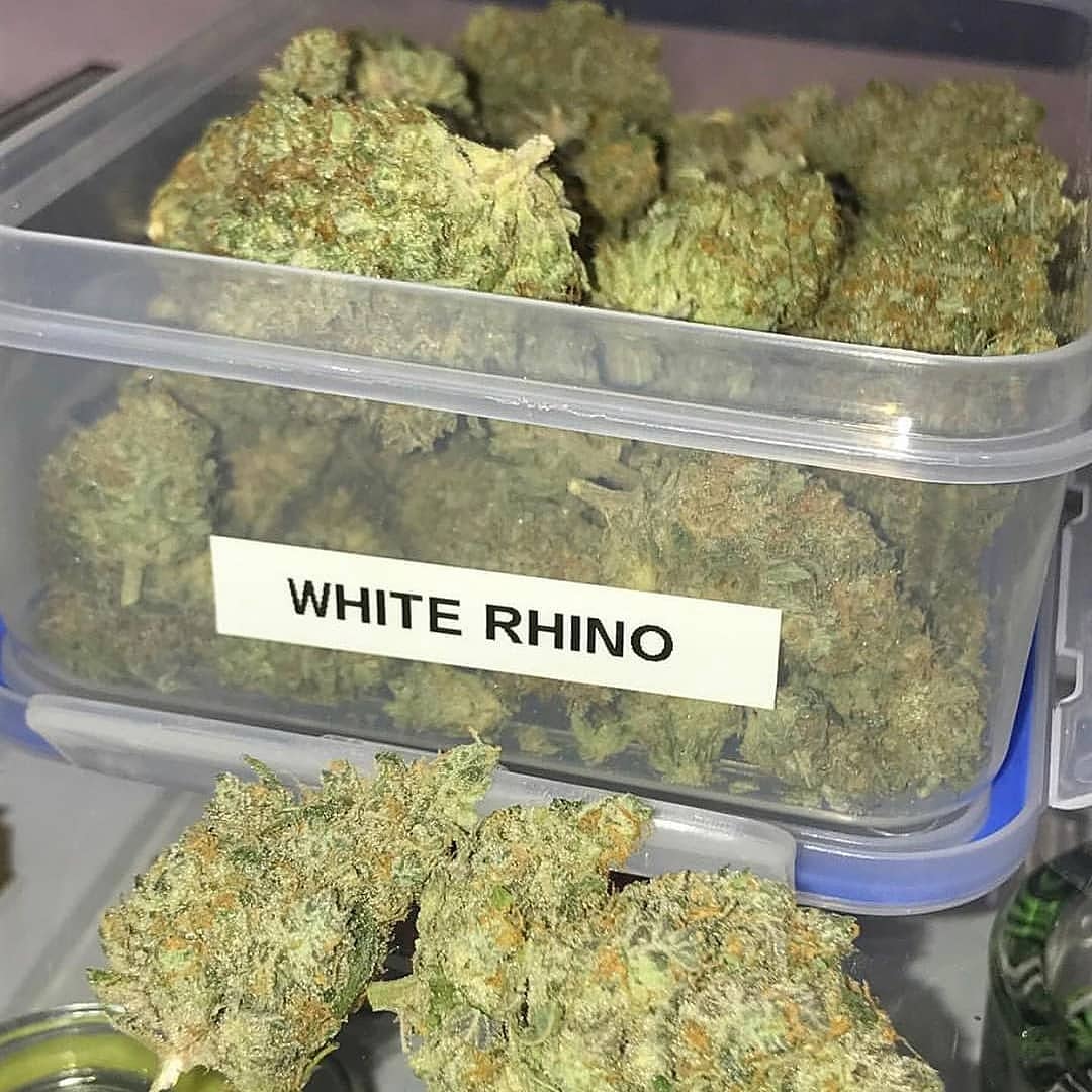 Jameson Levi (@jamesonlevi1) on Twitter photo @tolucalakecollective 🔥 <a href="/jungleboys/">Jungle Boys</a> #playingwithfire #tlccollective #losangeles #tlc #losangelesfarmers #wepackdifferent #jungleboys #sourapple x #nbk x #sunsetsherbert #stardawg #naturalbornkiller #frostynugs #terpenes #trichomes #flavortown #jb #laycon @tolucalakecollective 🔥 <a href="/jungleboys/">Jungle Boys</a> #playingwithfire #tlccollective #losangeles #tlc #losangelesfarmers #wepackdifferent #jungleboys #sourapple x #nbk x #sunsetsherbert #stardawg #naturalbornkiller #frostynugs #terpenes #trichomes #flavortown #jb #laycon