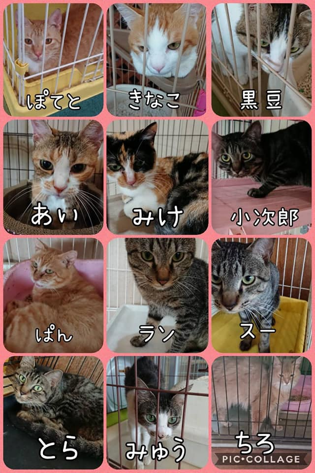 保護猫カフェ フリーダム 2ndroomj Twitter