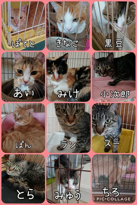 猫カフェ紹介 和歌山県白浜唯一の猫カフェ フリーダム を紹介 ペット倶楽部