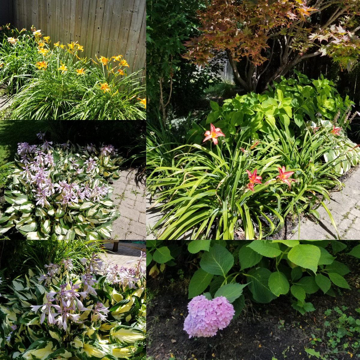 MyBrampton's tweet photo. Our #homeoffice a.k.a #backyard . #gardening #brampton #summer https://t.co/4uBnoEE32V