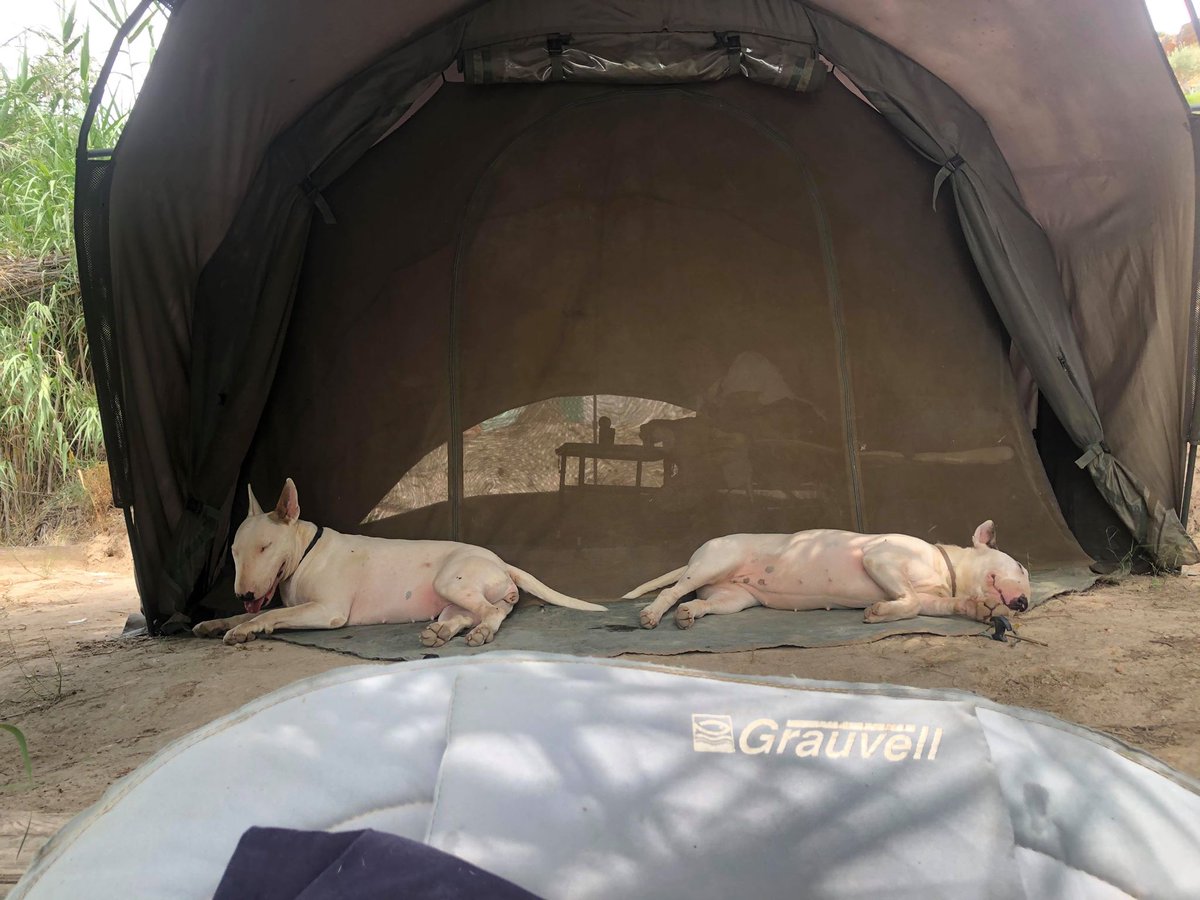 castingonebro's tweet photo. It so nice and hot over here at the moment even the dogs need some shade, while Dave trims the bamboo 
#castingontheebro #rivercarp #catfish #ribarojadebre #riverebro #wildcarp #spain #gardenswims #100lbplus  
#madarin #mandarincatfish 

https://t.co/jYVLUmms0F https://t.co/OhoIOmhLPG