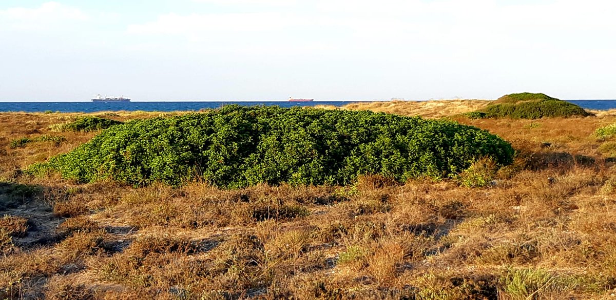 La mata de llentiscle, que resisteix la dalla que passa tots els dies amb el vent salat de llevant, i que conforma la seua forma i alçada, al ras de la duna de davant. #ElSaler és un paradís... A què espereu poetes? <a href="/MjEscriva/">Maria Josep Escrivà</a> 
eltemps.cat/opinio/9718/la…