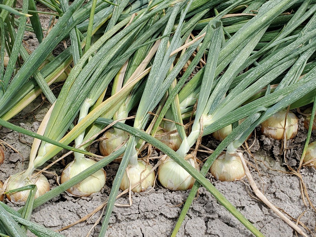 Onions are being shipped from a wide variety of areas, as the Northwest starts up. Read the latest market and crop update here: onionbusiness.com/market-and-cro… #market #crop #onion #onionbiz