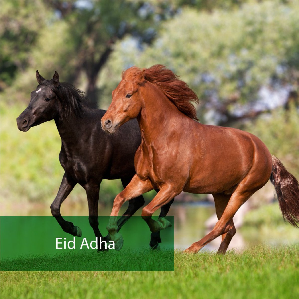 AdaaEquestrian's tweet photo. Adha Mubarak to your family and loved ones https://t.co/wEghS73F2e