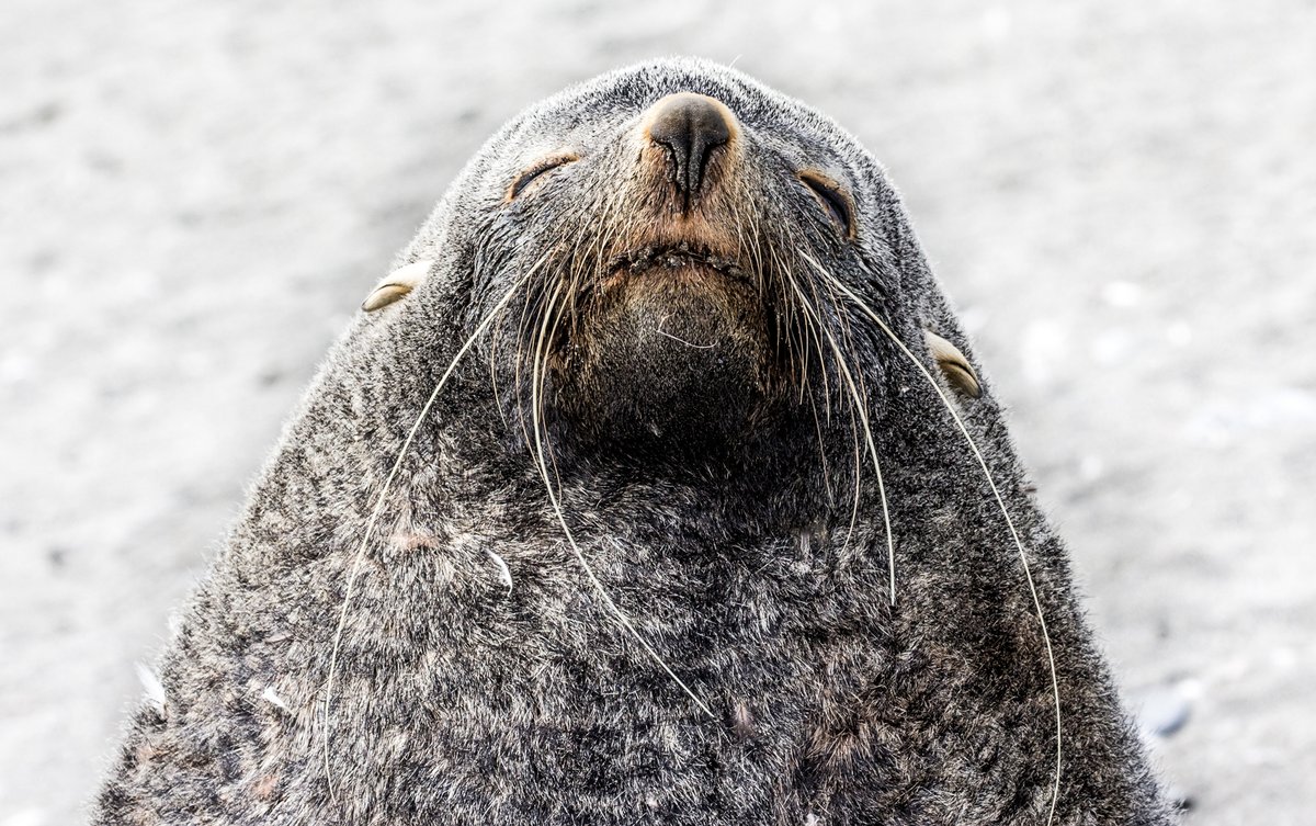 When you accidentally open the front-facing camera... 

#antarctica #furseal #southgeorgiaisland #antarcticwildlife  #whitecontinent