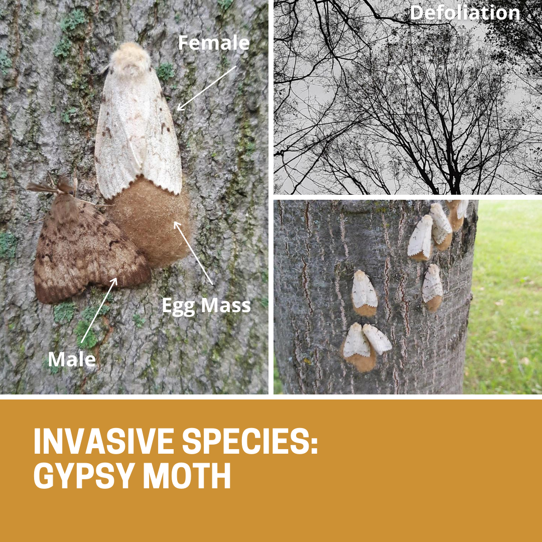 TRCA_HQ's tweet photo. #fieldfind TRCA flora biologists have observed an increase in tree defoliation resulting from invasive Gypsy moths. Natural insect predators, as well as fungal and viral controls, do help in controlling Gypsy moth populations but occasionally they reach outbreak levels. https://t.co/z0b2sZi1bi