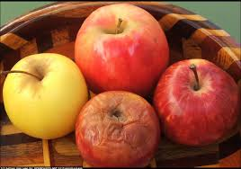 Please help the HSD. 
"One bad apple spoils the bunch." We are asking for your help. We love to see our community use our facilities. Recently, there have been incidents of theft and vandalism at HHS. If you see anything suspicious, please report it (360) 448-6400 or 911.