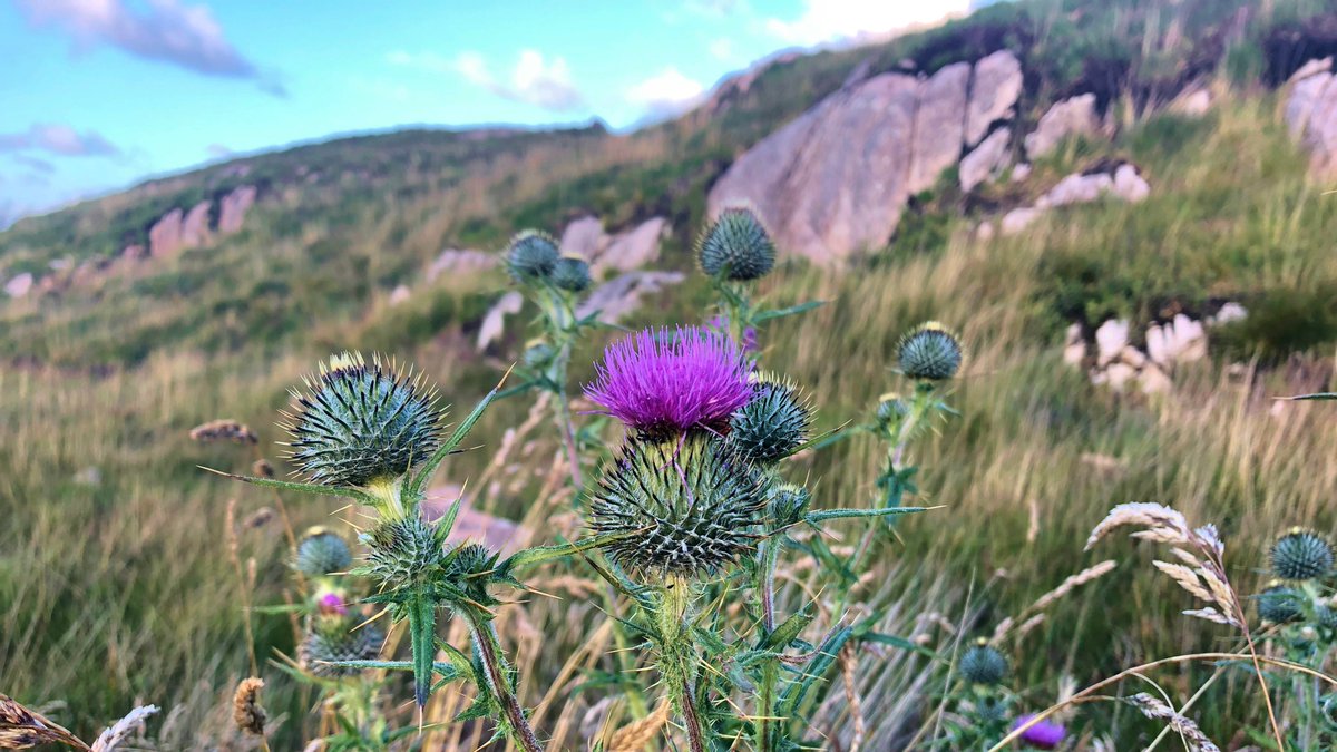 isaireland's tweet photo. Day #30 of #60daysofsummer and we're up on the Bog at #Mullaghduff checking out the wildflowers! You can check out the blog at https://t.co/hHvgpN15TV
@govisitdonegal #bogsofireland #wildflowersofireland https://t.co/jVu09onSwA