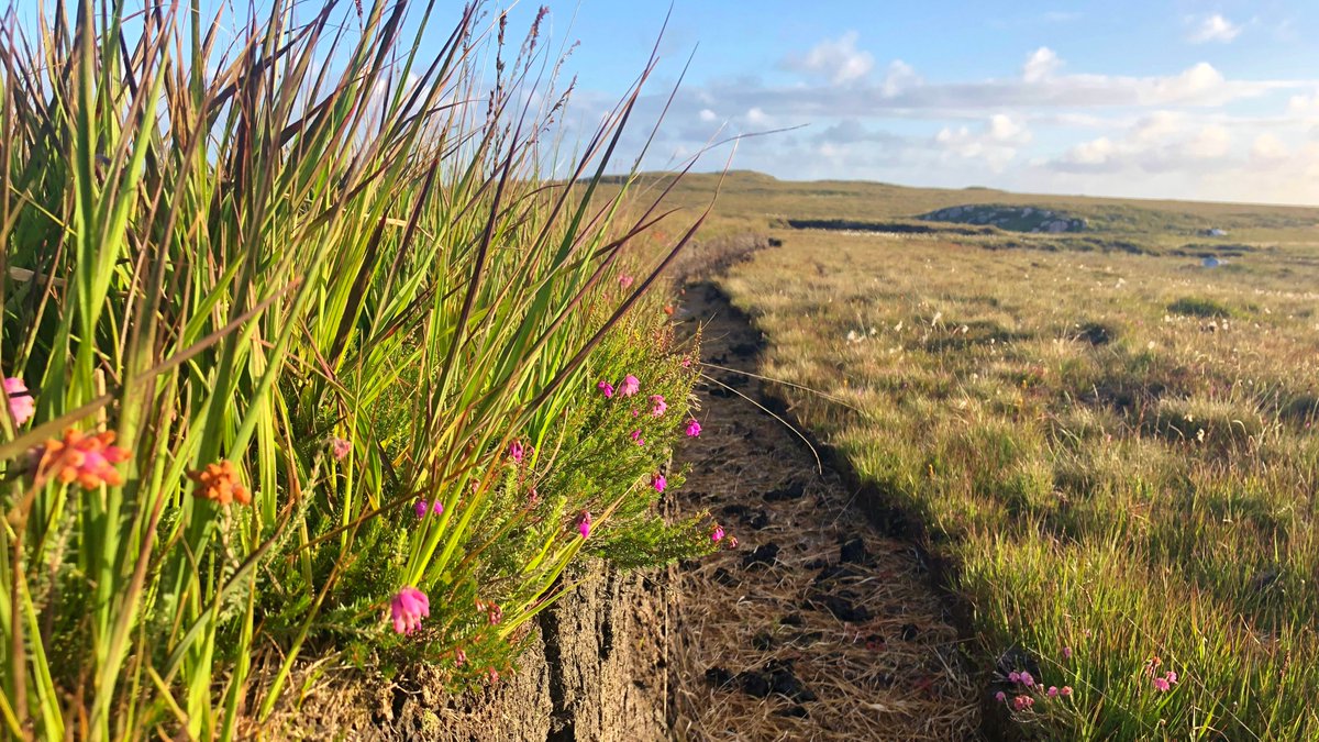 isaireland's tweet photo. Day #30 of #60daysofsummer and we're up on the Bog at #Mullaghduff checking out the wildflowers! You can check out the blog at https://t.co/hHvgpN15TV
@govisitdonegal #bogsofireland #wildflowersofireland https://t.co/jVu09onSwA