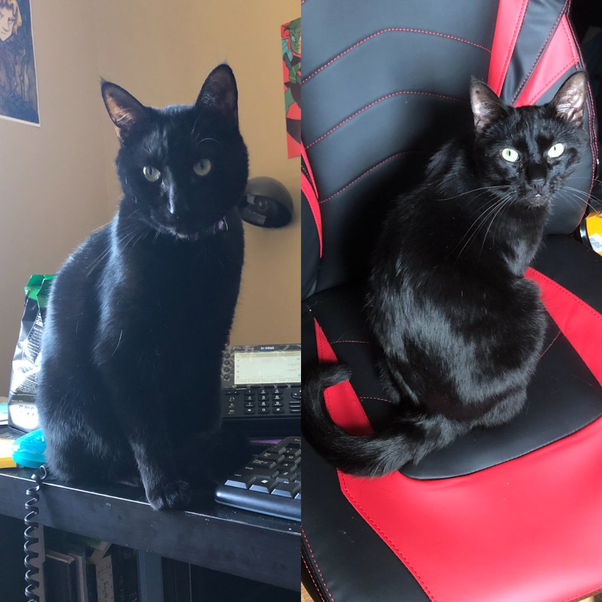 fr e sh avo ca do tweet media