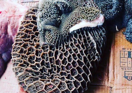 Mel97621272's tweet photo. Beef and sheep tripe for sale ( magulu ) 
R200 5kg 
R200 full portion for sheep tripe DM or whatsapp on 0711109696 to place your order #GirlsTalkZA https://t.co/Kvmk25iSrw