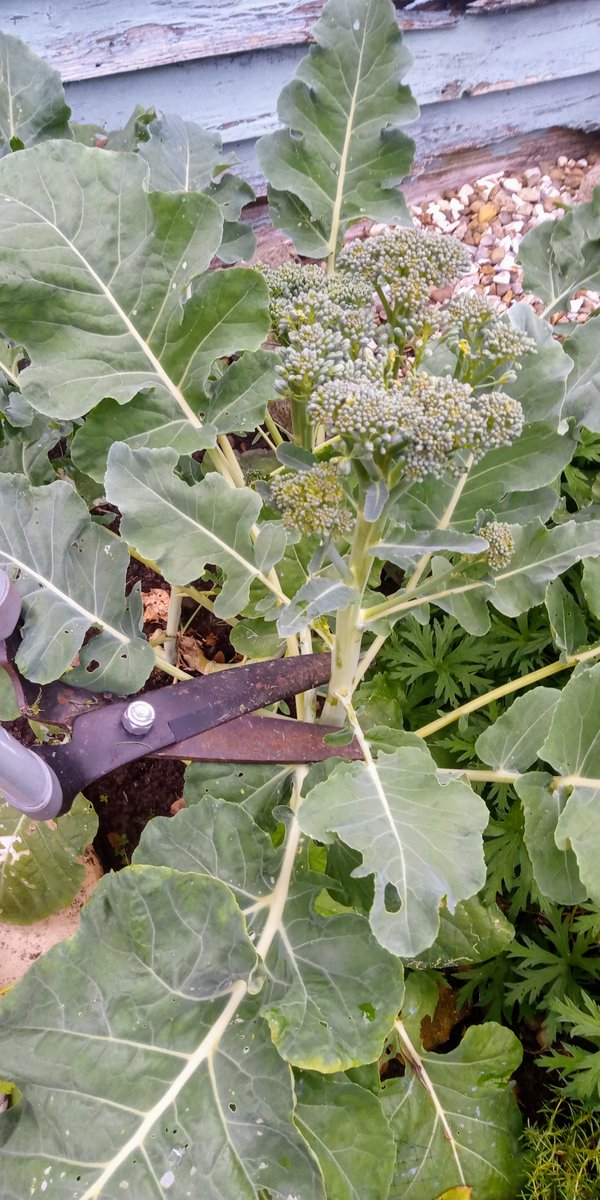 WritesRachael's tweet image. Tanglewood Garden broccoli harvest... #gardening #patchtoplate