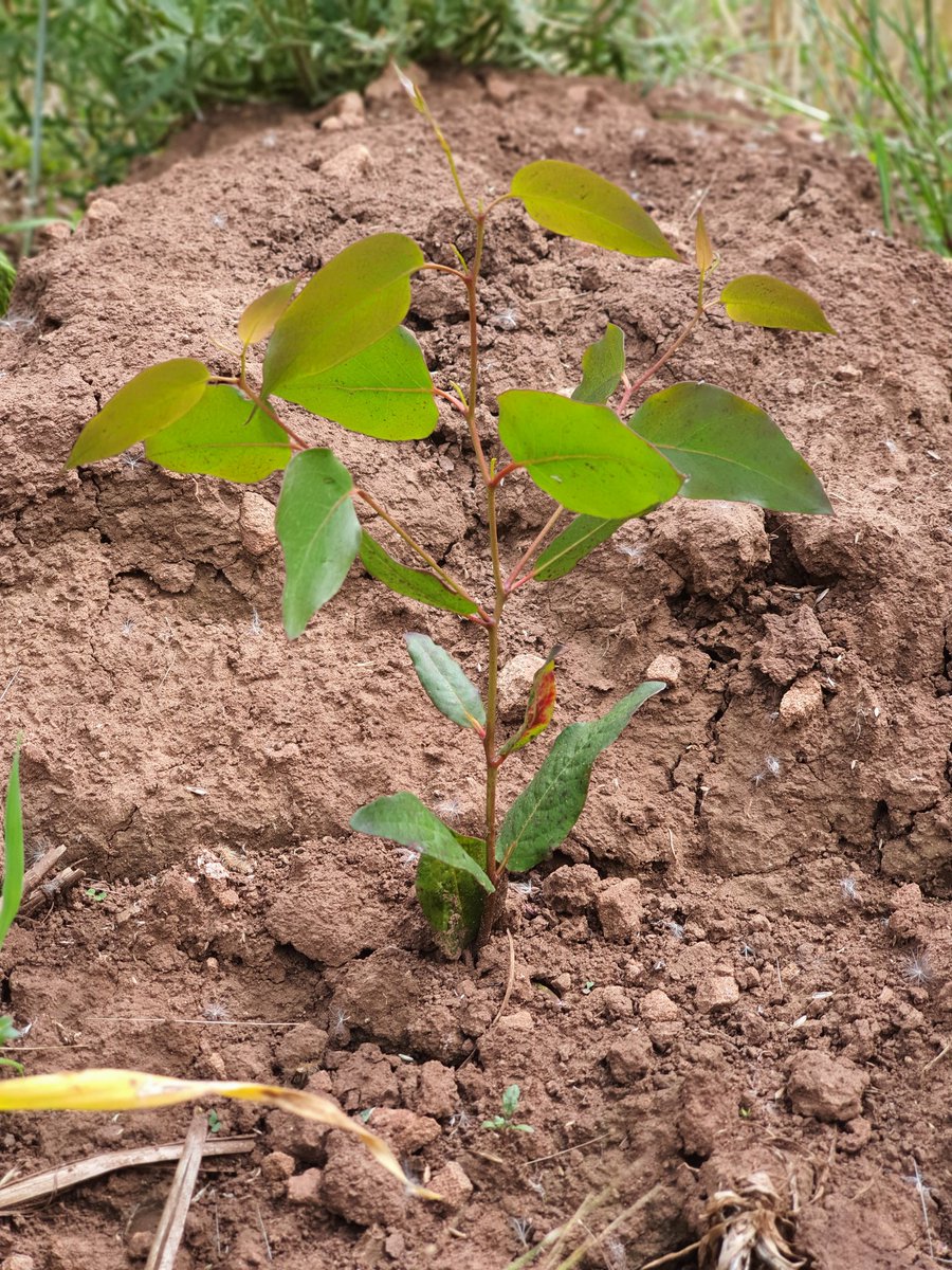 MimaLetts's tweet image. Sad to say that my year as Trainee Forester on the Chatsworth Estate has come to an end but happy to announce that from next week, I am being promoted to Assistant Forester!! Feel very lucky to be able to continue working on such a beautiful estate with such an awesome team 👊🌳