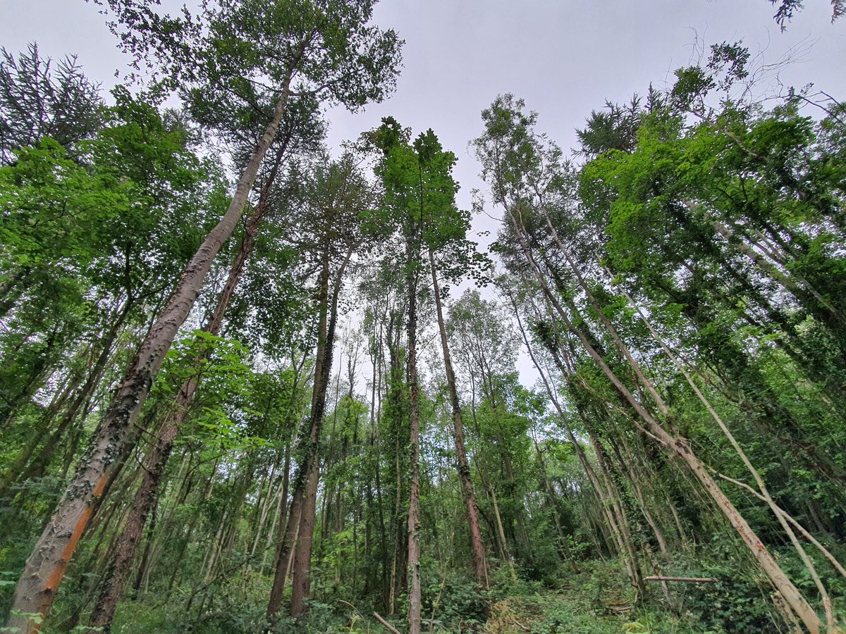 MimaLetts's tweet image. Sad to say that my year as Trainee Forester on the Chatsworth Estate has come to an end but happy to announce that from next week, I am being promoted to Assistant Forester!! Feel very lucky to be able to continue working on such a beautiful estate with such an awesome team 👊🌳