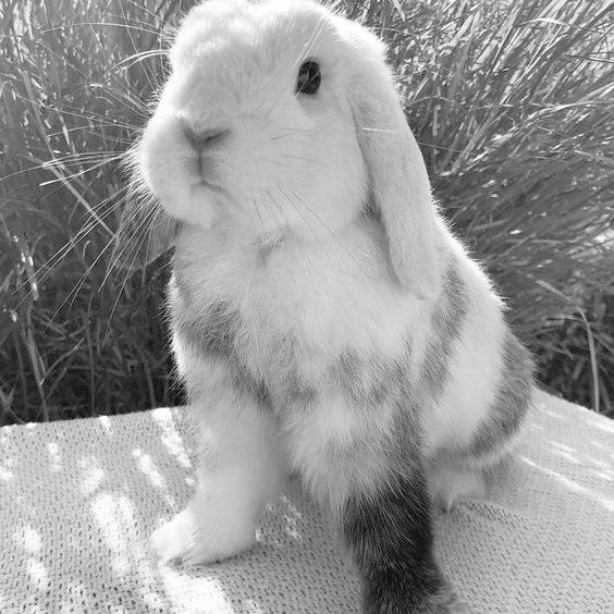 Bueno, este pequeño fue encontrado en su último respiro, y sabemos que le ayudarás a tener una mejor segunda vida. @danarskynjari