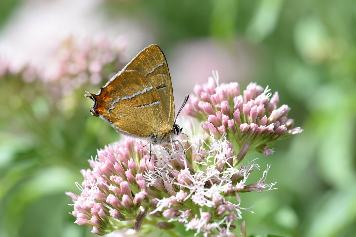 My 1st ever Brown Hairstreak, what a beautiful butterfly!!
