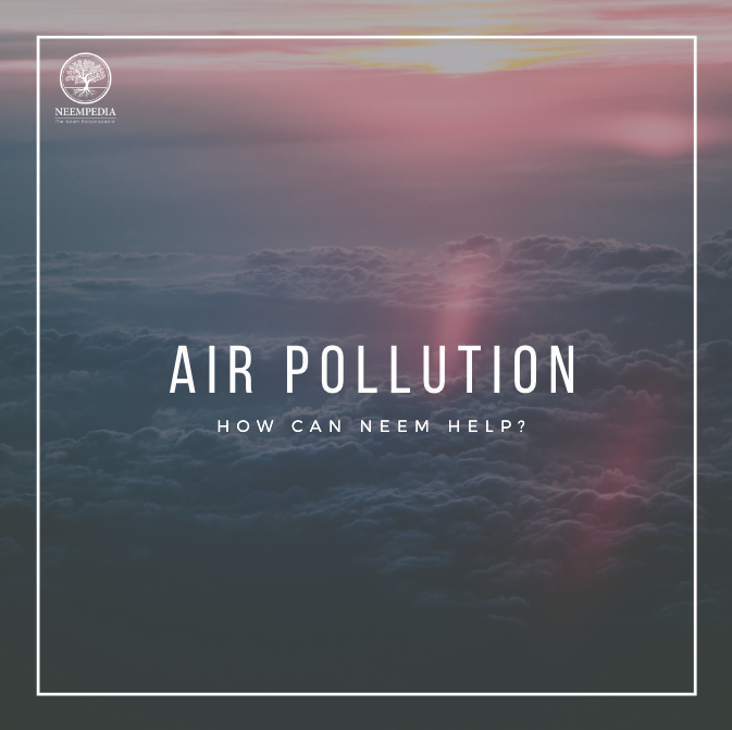 Neempedia's tweet photo. As a dedicated air-purifier, neem releases pure oxygen replacing toxic carbon gases. It is unique in the sense that it releases more oxygen compared to other trees. Do you want to learn more? Visit https://t.co/elwzRqqtmc! https://t.co/W2BWTxNYwK