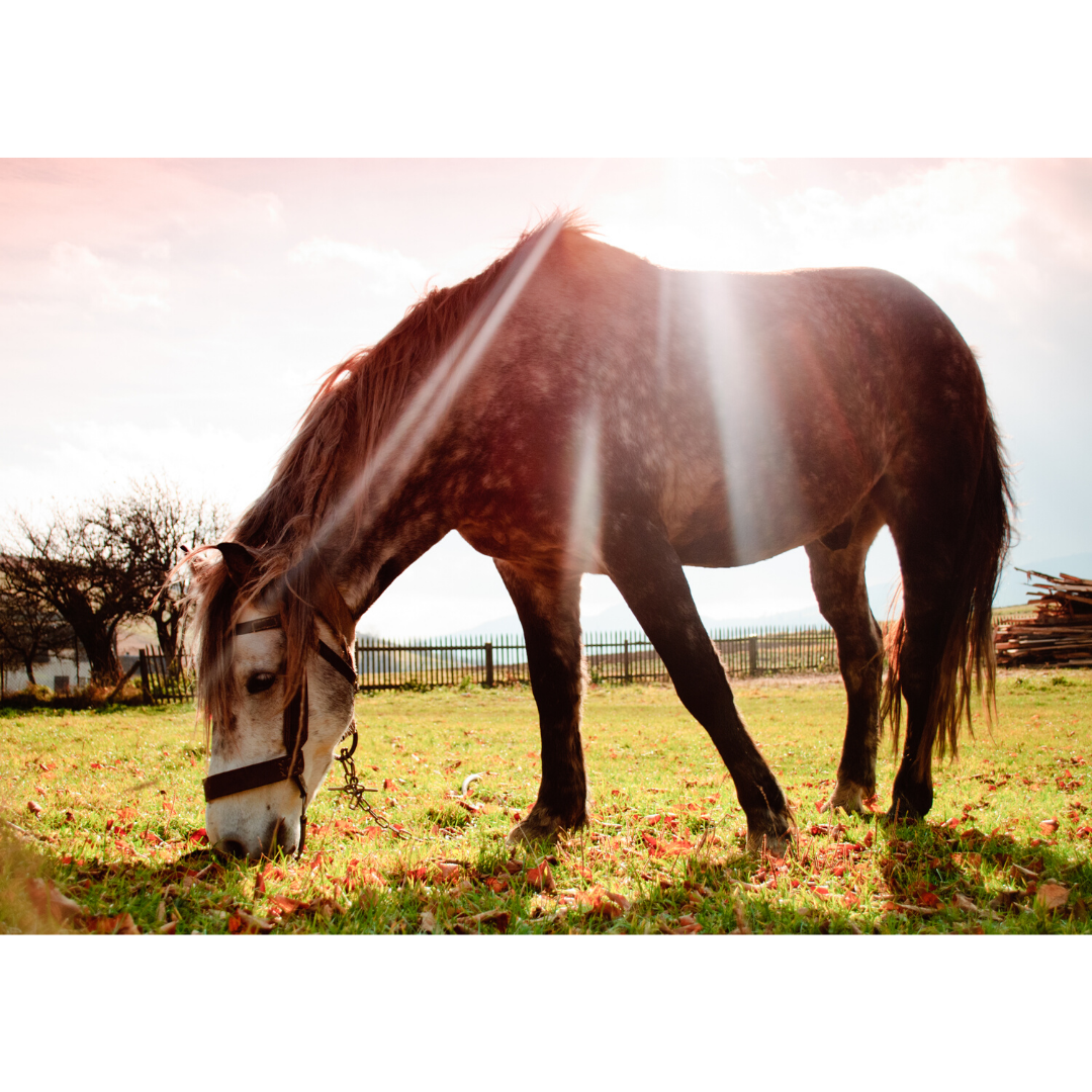 How to be brilliant at using email for marketing your #equinemassage or #caninehydrotherapy business 
ow.ly/8rrC50ACmV4 <a href="/Justocourses/">Veterinary Physiotherapy & Rehabilitation Courses</a> <a href="/HTVetPhysio/">Helen Tompkins</a>