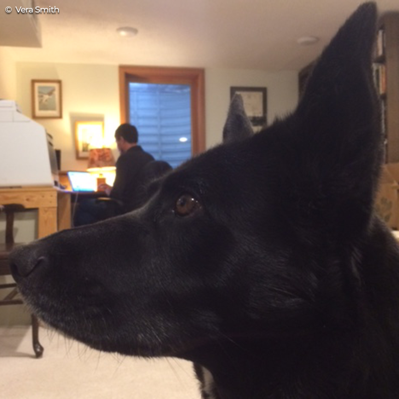Defenders's tweet photo. Meet Charlie! She's on watch with Vera Smith, our senior federal lands policy analyst, as they work to protect the #SagebrushSea &amp; other landscapes that are vital to #wildlife. Learn more about our work protecting this habitat: https://t.co/9U7vOQAHXt #RemoteDefending https://t.co/ibpex9pdCA