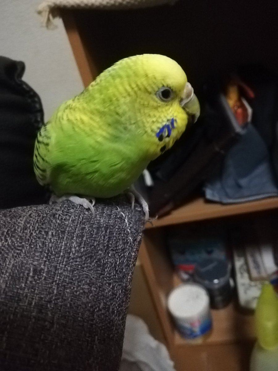 #セキセイインコのなち
なちの横顔🐦かわいい✨