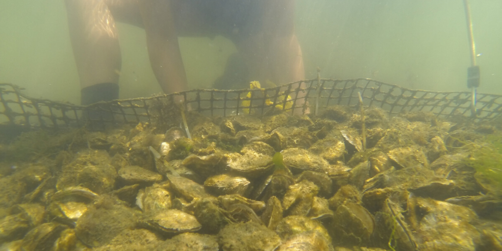 #Oyster biodeposits are rich in nitrogen and carbon. They have the potential to accumulate on the seafloor. This can affect the subaqueous soils and potentially overwhelm critters that live in them. Read more in this #SoilsMatter blog: ow.ly/X3RI50AmPcU

📸: Annie Ragan