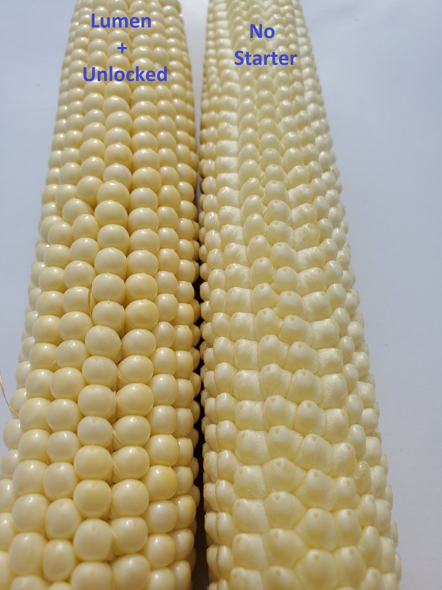 Berg_CCA's tweet image. We are continuing to see the advantages of using Lumen &amp;amp; Unlocked at our show plot! #doingitright @CHSFA_Mitchell