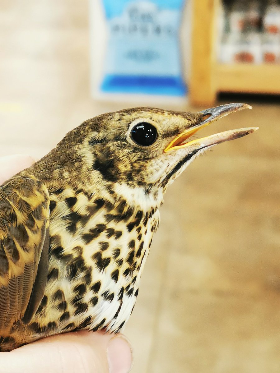 RebeccaInDevon1's tweet photo. Had this beautiful Song Thrush fly in to the shop today. Managed to catch and realese him outside and got a quiche photo shoot with him too.
#rebeccaindevon #devon #songthrush #wildlife #birdlife #birds #nature @devonwildlifetrust #rare #beautiful @rspb_love_nature https://t.co/zPLBv90p2X
