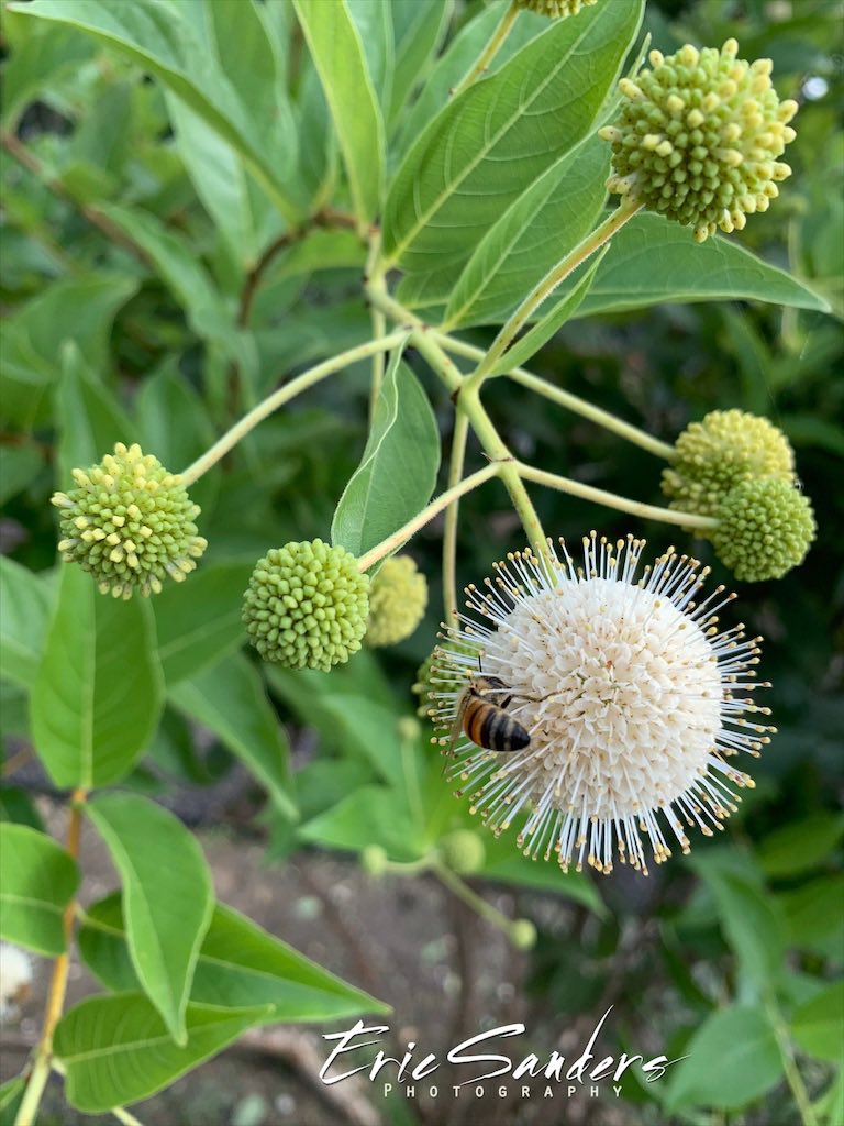 ericsandersnola's tweet photo. Sure looks like a bee attacking a COVID-19 virus to me! 
...
#coronavirus #covid19 #bees #beesafe #gardening #gardenlife #plantlife #plantlife🌱 #backyardbeekeeping #beekeeper #honeybees #buttonbush https://t.co/viYusuHWTz