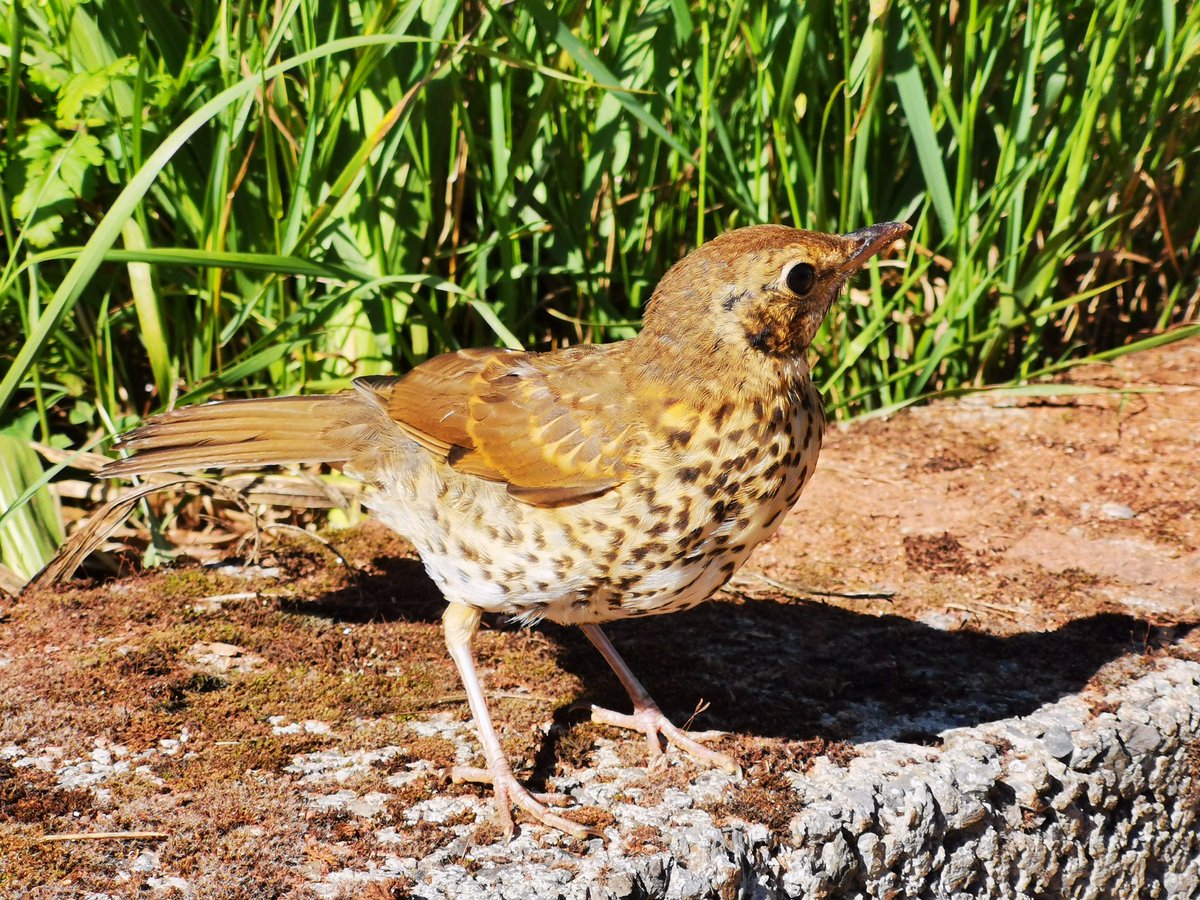 RebeccaInDevon1's tweet photo. Had this beautiful Song Thrush fly in to the shop today. Managed to catch and realese him outside and got a quiche photo shoot with him too.
#rebeccaindevon #devon #songthrush #wildlife #birdlife #birds #nature @devonwildlifetrust #rare #beautiful @rspb_love_nature https://t.co/zPLBv90p2X