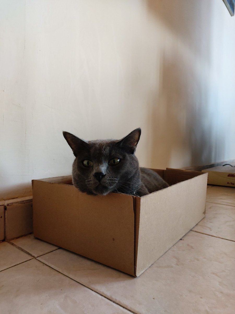 SultanSoli's tweet photo. another day spying on hooman from box... 😸
#CatsOfTwitter #Cat #felineblog #catsofinstagram #gatos #catlovers #catlife https://t.co/GlZMP1qPof
