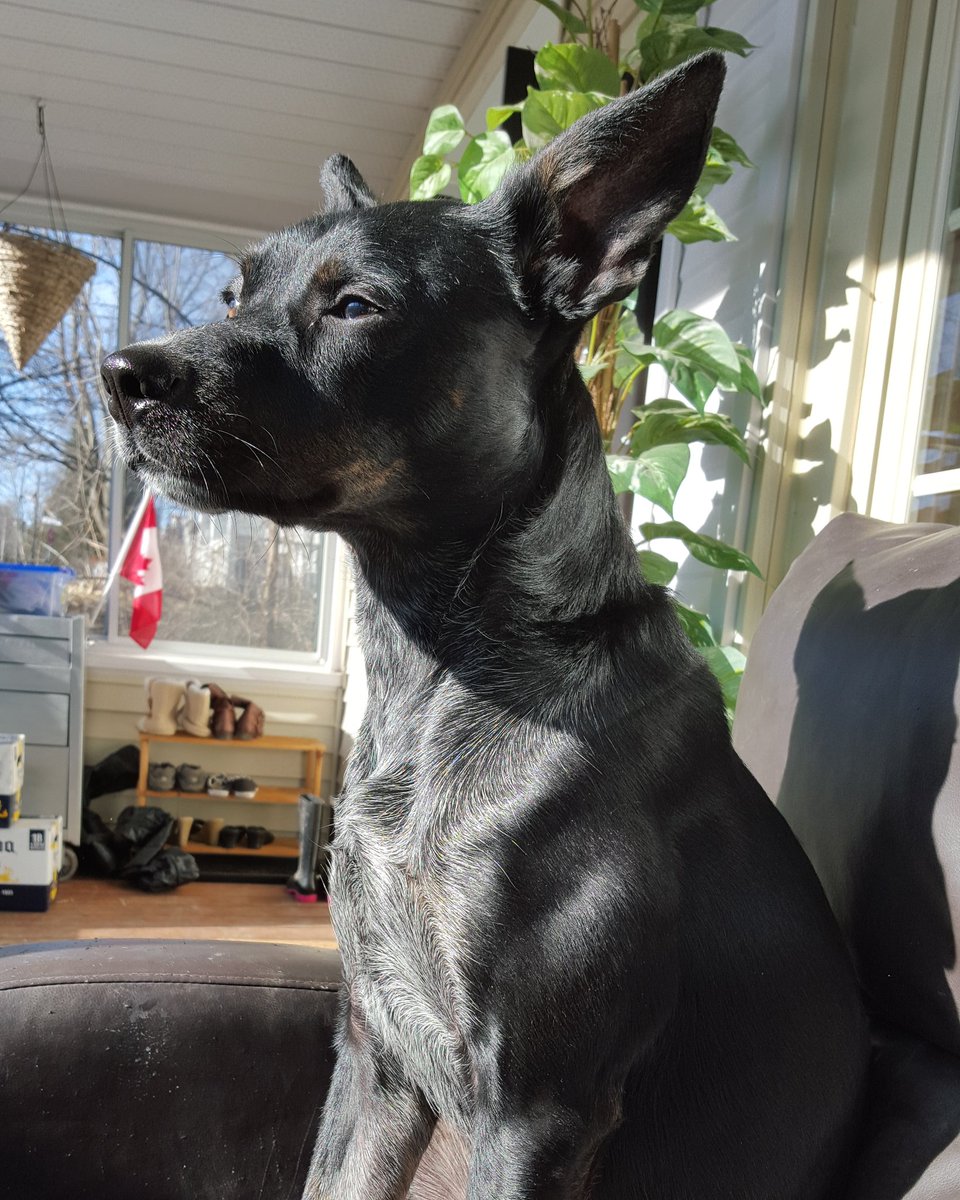 BannonWoods's tweet photo. @iheartmindy We have an ACD also and he is named Miller. Miller is majestic AF. https://t.co/niujExtNAL