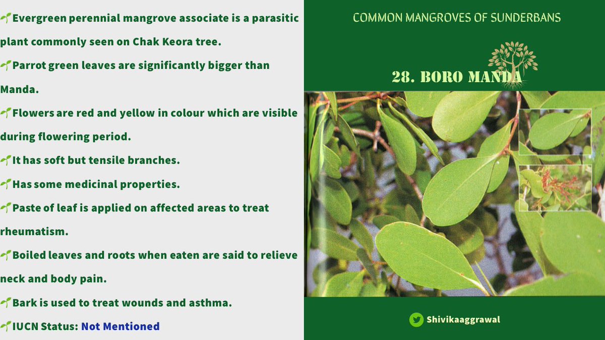 𝐁𝐎𝐑𝐎 𝐌𝐀𝐍𝐃𝐀Boro means “big” in Bengali. Since, its leaves are bigger than Manda; it is named so.Red and yellow flowers make the plant visible during flowering season, otherwise it remains well camouflaged within the main tree.