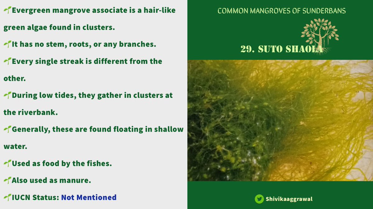 𝐒𝐔𝐓𝐎 𝐒𝐇𝐀𝐎𝐋𝐀Suto in Bengali means “thread” whereas Shaola means “algae”. This algae is named so as it looks like green thread floating in water.