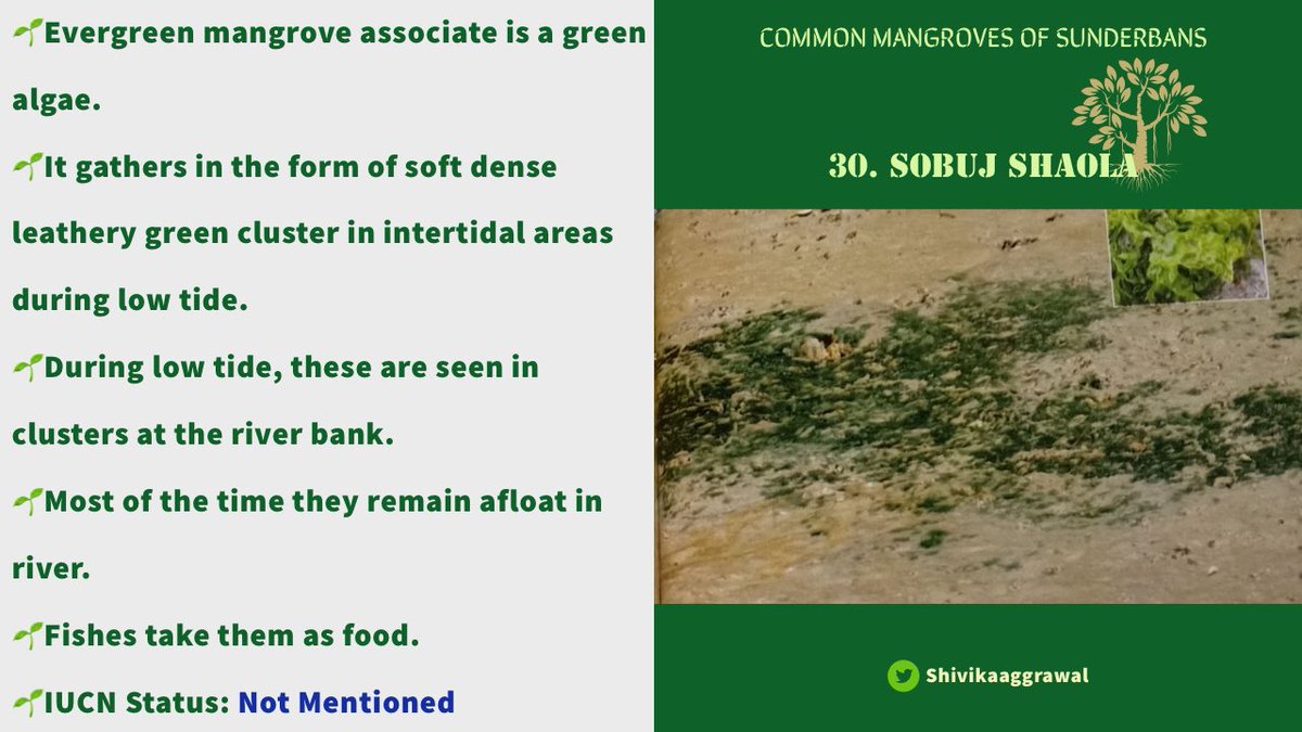 𝐒𝐎𝐁𝐔𝐉 𝐒𝐇𝐀𝐎𝐋𝐀Sobuj means “green” in Bengali. Since this algae is green in color, it is called so.