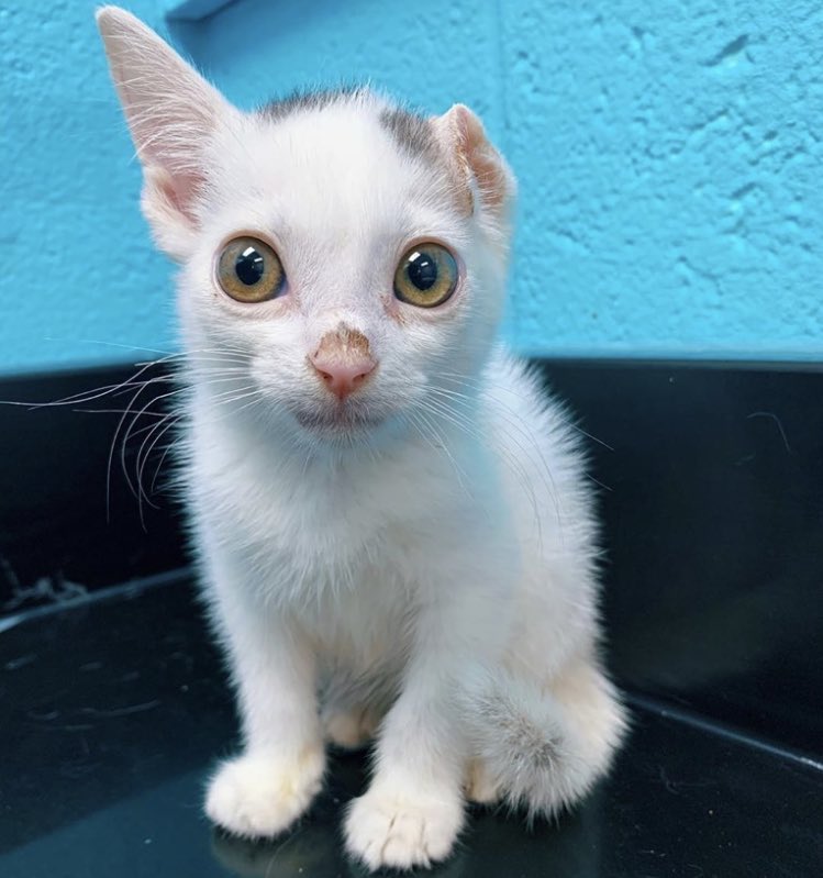 Remember this adorable alien kitten? Well, he found an awesome Earth home & just turned one today! Wish cute kitty Bug a happy birthday & follow him on IG: @bugthesnug!It’s Happy Tails week at Morris social media, so stay tuned for more - or send your own!  #ThrowbackThursday 12/