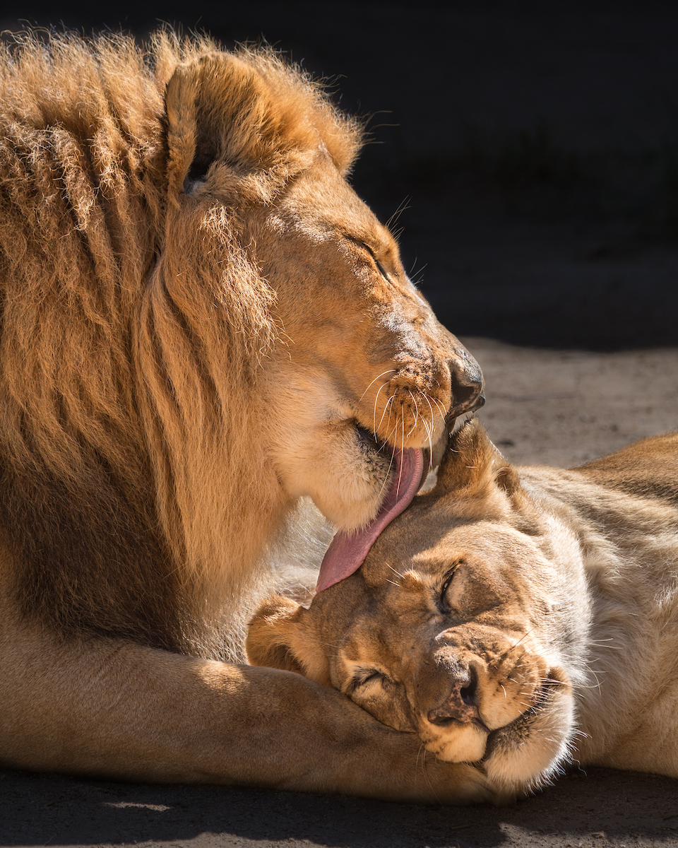 LAZoo's tweet photo. It is with a heavy heart that we announce the loss of our African lion pair, Hubert and Kalisa. Animal care and health staff made the difficult decision to humanely euthanize the 21-year-old lions today due to their declining health and age-related illnesses. https://t.co/LsAyyMRYHP