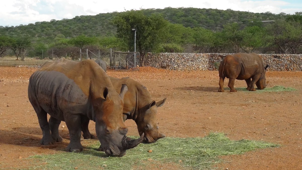 elenatravelnam's tweet photo. Okutala Lodge near Etosha National Park, Namibia
#Dronesberg #TravelNamibia #Africa #DroneNamibia #OkutalaLodge #ExploringNamibiaTV #TravelToNamibiaCom #YouTubeVideoNamibia #BlogNamibia #NamibiaPhoto #WildlifeNamibia https://t.co/hjLAJjurgD